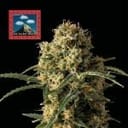 OG Kush Auto Feminized Seeds x 3 - Special Offer-SMAN-OGK-AUTO-FEM-3-PROMO