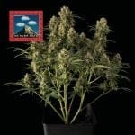 Seedsman OG Kush Auto Feminised cannabis strain