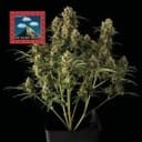 Seedsman OG Kush Auto Feminised cannabis strain