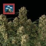 Seedsman OG Kush Auto Feminised cannabis strain