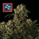 Seedsman OG Kush Auto Feminised cannabis strain