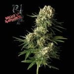 Bruce Banger феминизирани семена-SMANBB