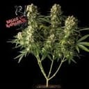 Bruce Banger Feminized Seeds-SMANBB