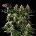 Bruce Banger Fast Feminized Seeds-SMANBBFAST