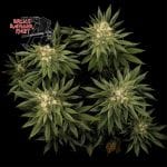 Bruce Banger Fast Feminised Seeds-SMANBBFAST