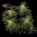 Bruce Banger Fast Feminized Seeds-SMANBBFAST