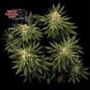 Bruce Banger Fast Feminised Seeds-SMANBBFAST
