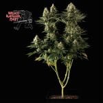 Bruce Banger Fast Feminised Seeds-SMANBBFAST