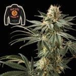 Badazz Cookies OG Feminised Seeds-SMANBCOG