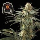 Badazz Cookies OG Feminised Seeds-SMANBCOG