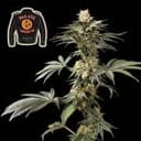Badazz Cookies OG Feminised Seeds-SMANBCOG