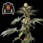 Badazz Cookies OG Feminised Seeds-SMANBCOG