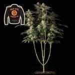 Badazz Cookies OG феминизирани семена-SMANBCOG