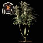 Badazz Cookies OG Feminised Seeds-SMANBCOG