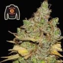 Badazz Cookies OG Feminised Seeds-SMANBCOG