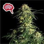 Amnesia Fast Feminised Seeds-SMANAMNSFAST