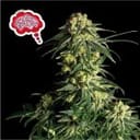 Amnesia Fast Feminized Seeds-SMANAMNSFAST