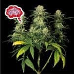 Amnesia Fast Feminised Seeds-SMANAMNSFAST