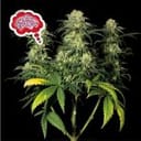 Amnesia Fast Feminized Seeds-SMANAMNSFAST