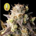 Gelat.OG Feminised Seeds-SMANGELOG
