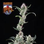 Alaskan Bananaberry Auto Feminisiert Saatgut-SMAN-ALBA-AUTO-FEM