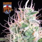 Alaskan Bananaberry Auto Feminised Seeds-SMAN-ALBA-AUTO-FEM