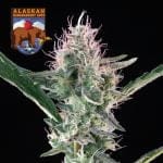 Alaskan Bananaberry Auto Feminisiert Saatgut-SMAN-ALBA-AUTO-FEM