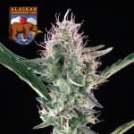Alaskan Bananaberry Auto Feminized Seeds-SMAN-ALBA-AUTO-FEM