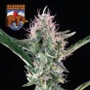 Alaskan Bananaberry Auto Feminized Seeds-SMAN-ALBA-AUTO-FEM