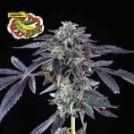Banana Jealousy Feminized Seeds-SMAN-BAJE-FEM