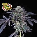 Banana Jealousy Feminized Seeds-SMAN-BAJE-FEM