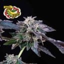 Banana Jealousy Feminised Seeds-SMAN-BAJE-FEM