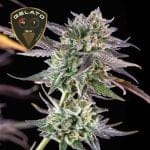 Gelato 41 BX Feminised Seeds-SMAN-GE41BX-FEM