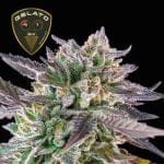 Gelato 41 BX феминизирани семена-SMAN-GE41BX-FEM