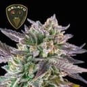 Gelato 41 BX Feminized Seeds-SMAN-GE41BX-FEM