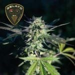 Gelato 41 BX Féminisée Semences-SMAN-GE41BX-FEM