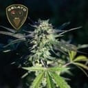 Gelato 41 BX Feminized Seeds-SMAN-GE41BX-FEM