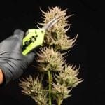 Cookie Apple OG F1 Auto Feminised Seeds-SMAN-COAPOG-AUTO-FEM