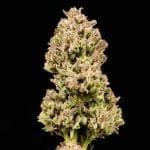 Cookie Apple OG F1 Auto Feminised Seeds-SMAN-COAPOG-AUTO-FEM