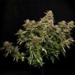 Fatso GMO F1 Auto Feminisiert Saatgut-SMAN-FAGMO-AUTO-FEM