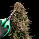 Fatso GMO F1 Auto Feminized Seeds-SMAN-FAGMO-AUTO-FEM
