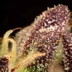 Fatso GMO F1 Auto Feminised Seeds-SMAN-FAGMO-AUTO-FEM