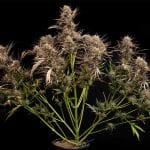 Garlic Muffin F1 Auto феминизирани семена-SMAN-GAMU-AUTO-FEM