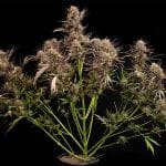 Garlic Muffin F1 Auto Feminised Seeds-SMAN-GAMU-AUTO-FEM