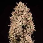 Garlic Muffin F1 Auto Feminised Seeds-SMAN-GAMU-AUTO-FEM