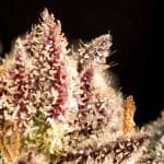 Garlic Muffin F1 Auto Feminised Seeds-SMAN-GAMU-AUTO-FEM