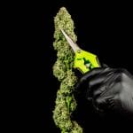 Gorilla Jealousy F1 Feminised Seeds-SMAN-GOJE-FEM