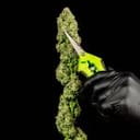 Gorilla Jealousy F1 Feminized Seeds-SMAN-GOJE-FEM