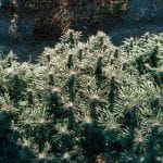 Gorilla Jealousy F1 Feminised Seeds-SMAN-GOJE-FEM