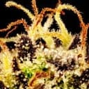 Gorilla Jealousy F1 Feminized Seeds-SMAN-GOJE-FEM